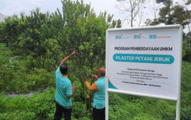 umkm-binaan-bsi-maslahat-hasilkan-jeruk-manis-asli-gunung-omeh
